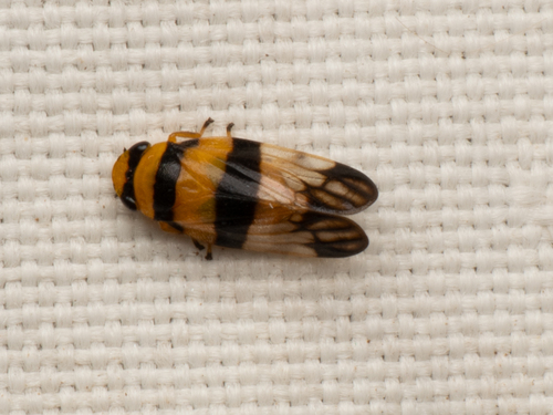 Aufidus, 2026-04-15