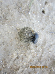 Gymnopleurus flagellatus