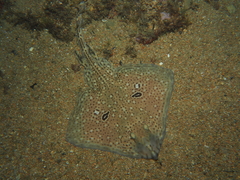 Speckled Ray photo 3