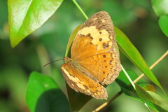 Cupha erymanthis lotis