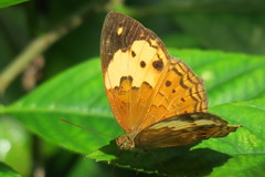 Cupha erymanthis lotis