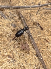 Cicindela abdominalis