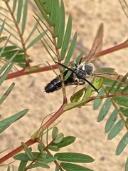 Colpa octomaculata