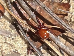 Steatoda erigoniformis