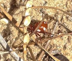 Steatoda erigoniformis