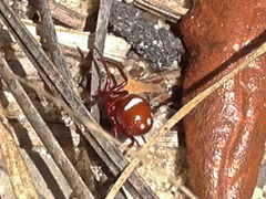 Steatoda erigoniformis