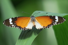 Danaus chrysippus chrysippus