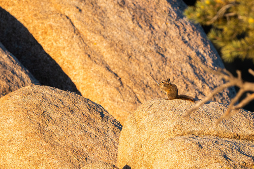 California Chipmunk observed by phelsumas4life