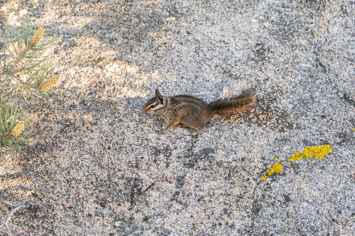 California Chipmunk observed by phelsumas4life