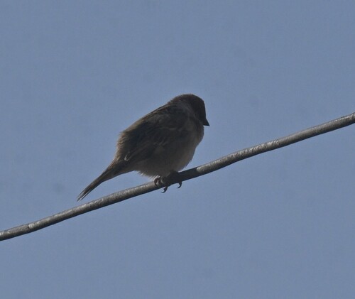 Eurasian Tree Sparrow