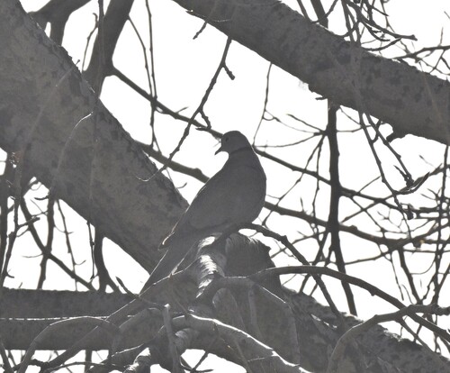 Eurasian Collared-Dove