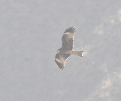 Black-eared Kite