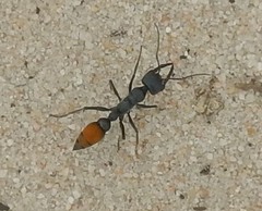 Myrmecia mandibularis
