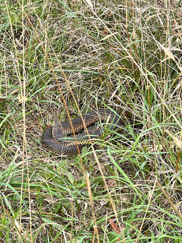 Lowlands Copperhead