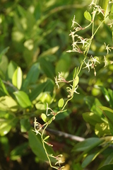 Vincetoxicum carnosum