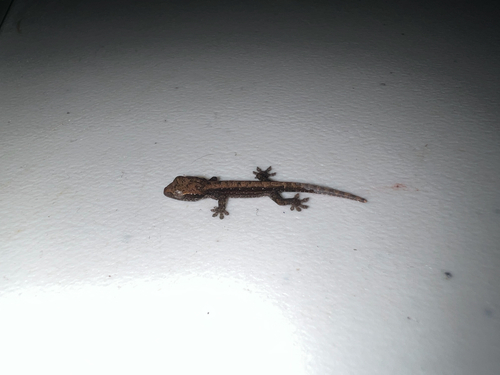 Gehyra observed 2025-05-18