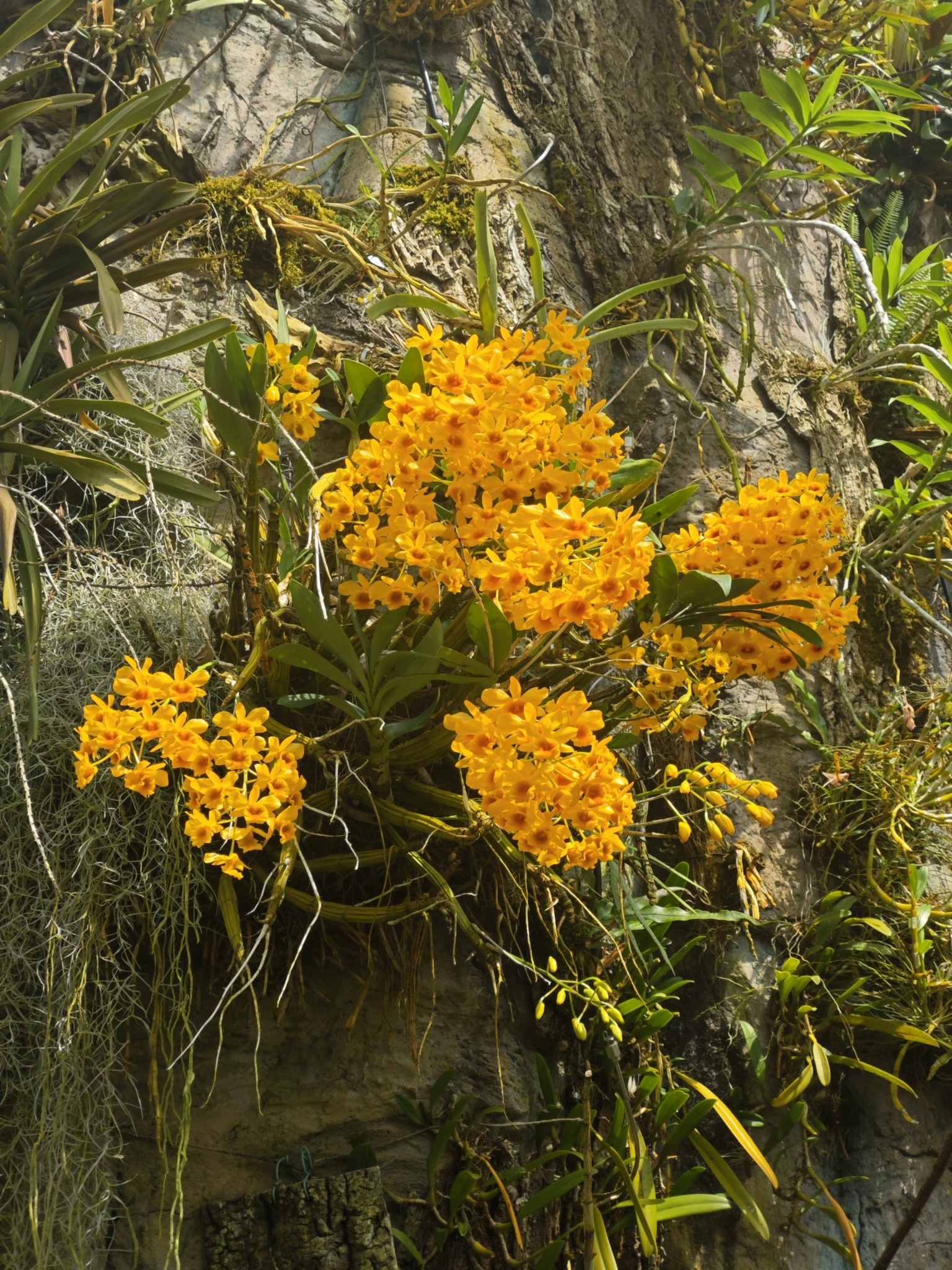 Imagem de Dendrobium-dourado