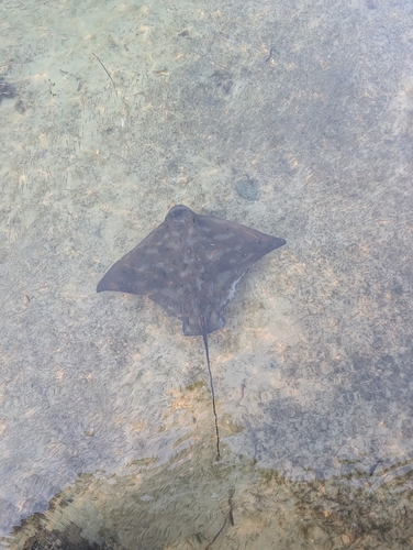 Myliobatis tenuicaudata