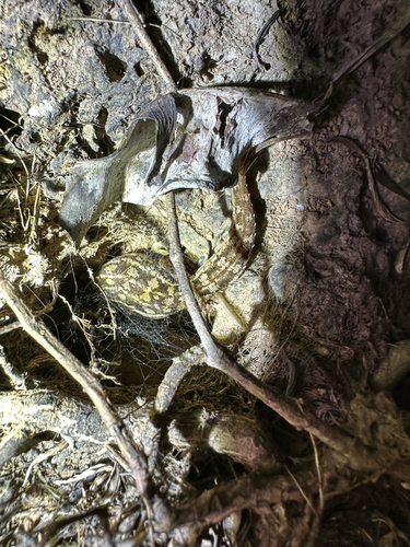 Satara Gecko