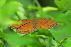 Junonia hedonia ida