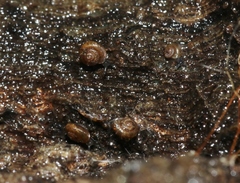Paralaoma servilis