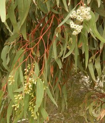 Eucalyptus fasciculosa