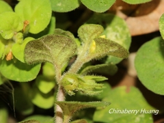 Lysimachia japonica