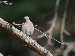 Phoenicurus ochruros