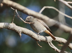 Phoenicurus ochruros