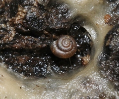 Paralaoma servilis