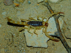 Hoffmannihadrurus aztecus