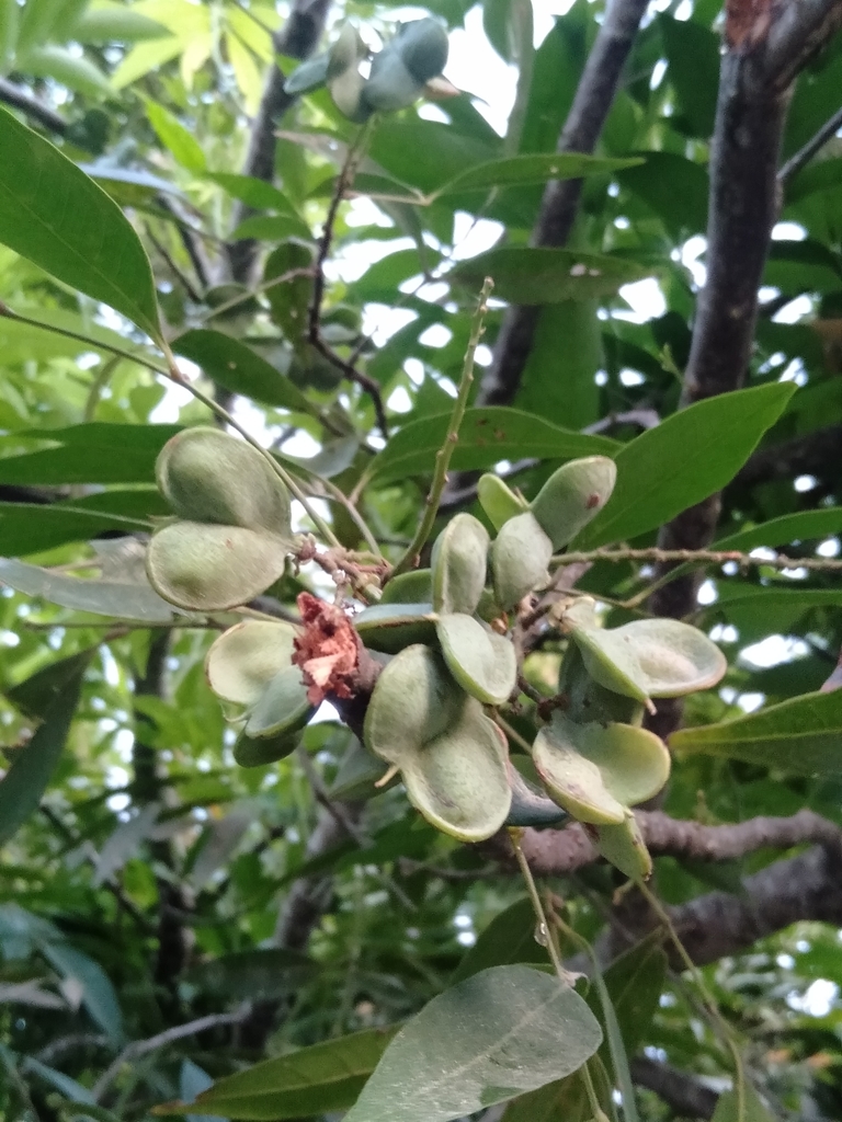 Guioa acuminata