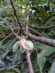 Guioa acuminata