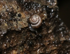 Paralaoma servilis