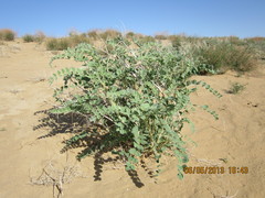 Astragalus lehmannianus