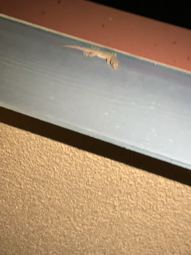 Hemidactylus frenatus observed 2026-04-15