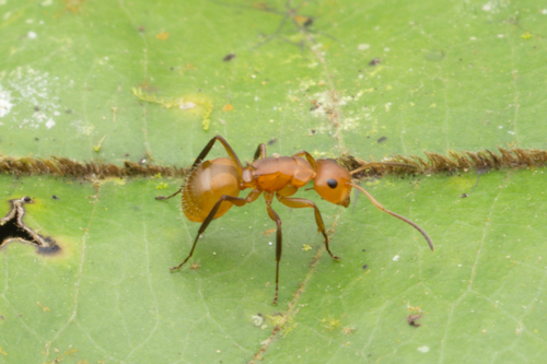 侧角弓背蚁Camponotus latangulus