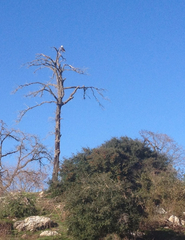 Haliaeetus leucocephalus leucocephalus