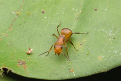 Camponotus latangulus