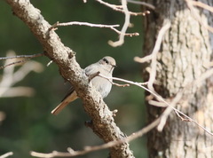 Phoenicurus ochruros