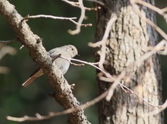 Phoenicurus ochruros