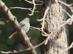 Phoenicurus ochruros