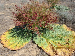 Rheum tataricum