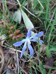 Scilla forbesii