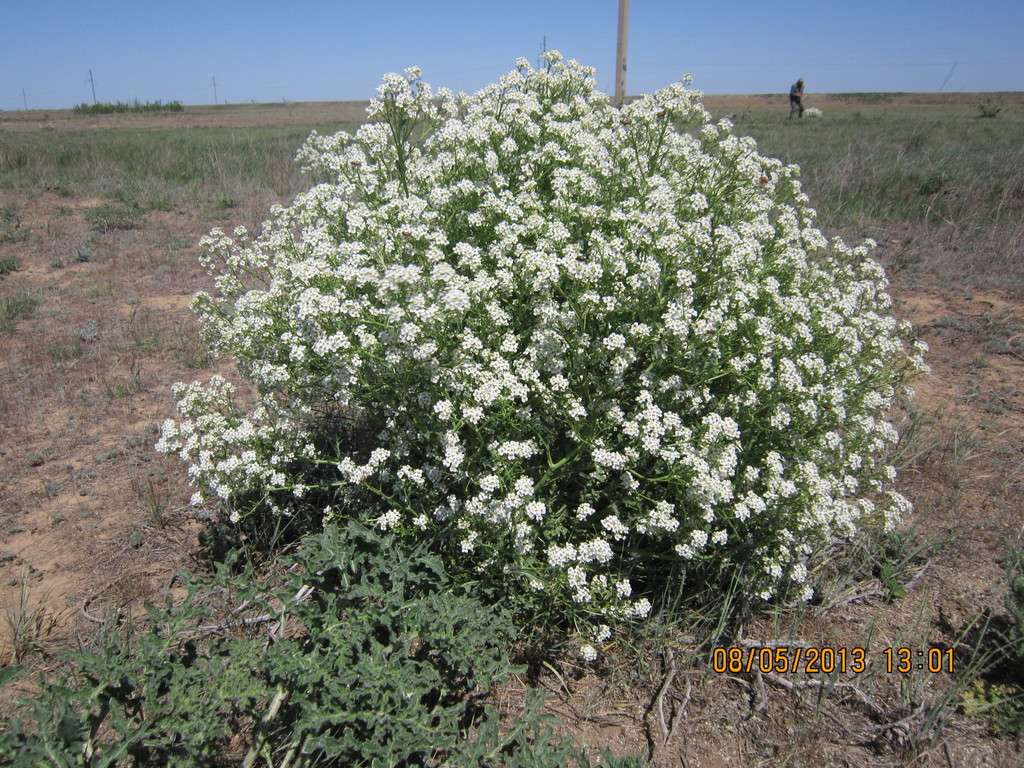 Oriental Sea-kale
