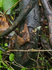 Cryptomarasmius corbariensis