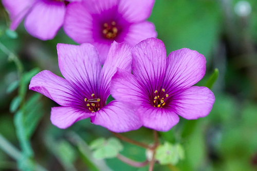 Oxalis brasiliensis iNat (1)