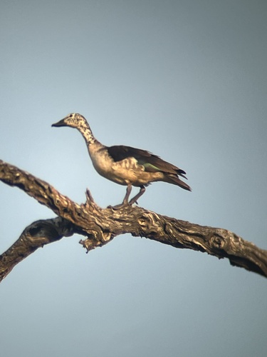 iNaturalist image