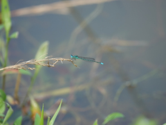 Pseudagrion australasiae