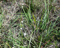 Hemerocallidoideae
